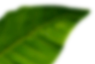 lG1-light