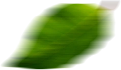 lG4-light