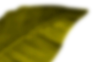 lY1-dark